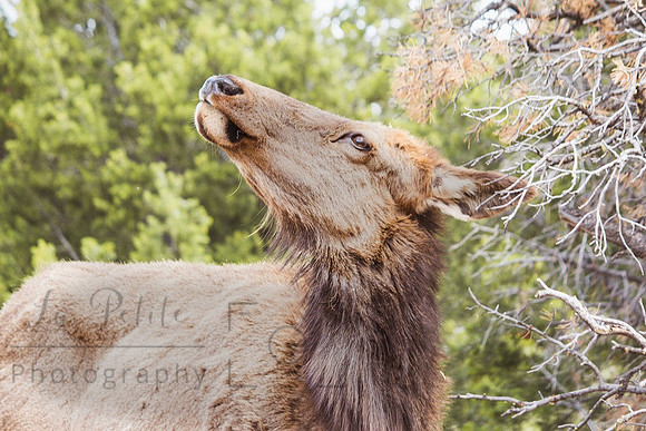 Elk