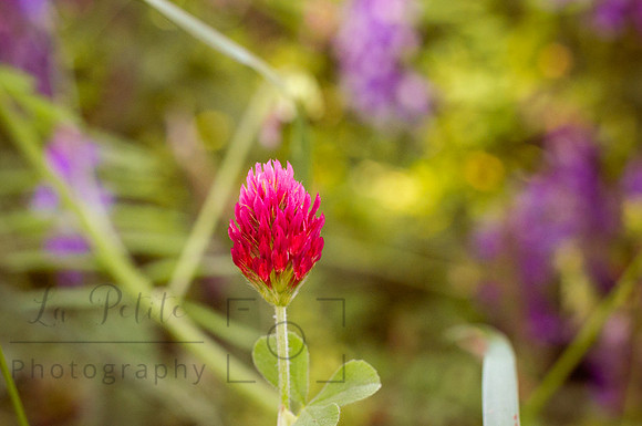 Crimson Clover