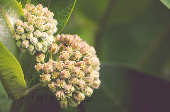 Milkweed buds