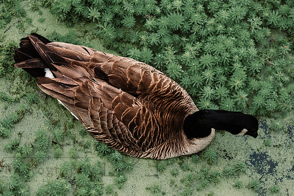 Goose topview