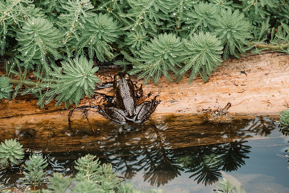 Frog on a log