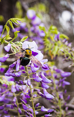 Bee