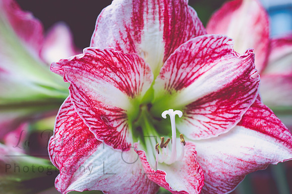 Amaryllis close