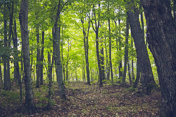 Into the woods