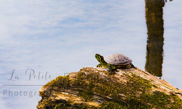 Turtle