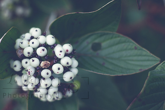 Berries