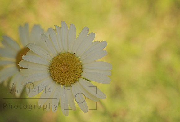 Daisy