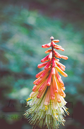 Red Hot Poker