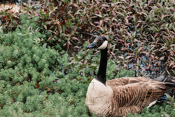 Goose