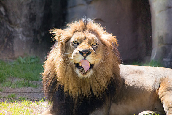 Lion tongue