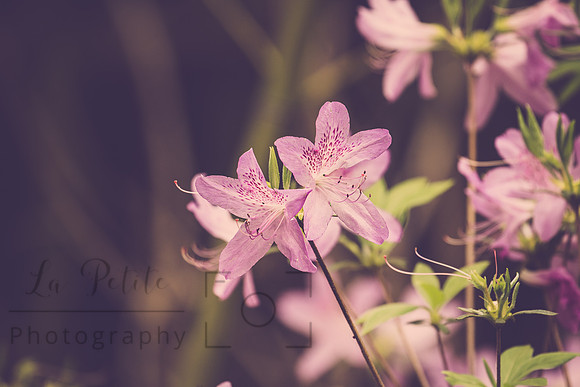 Azalea