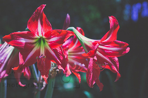Amaryllis