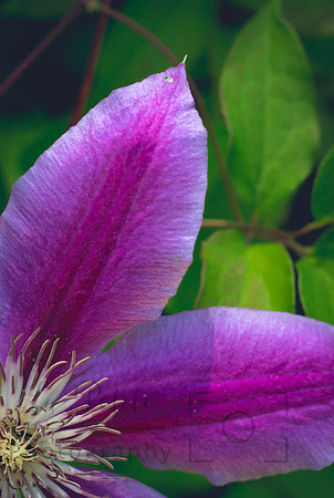 Passion flower2