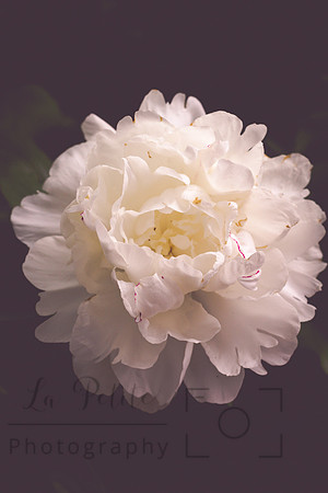 Peony
