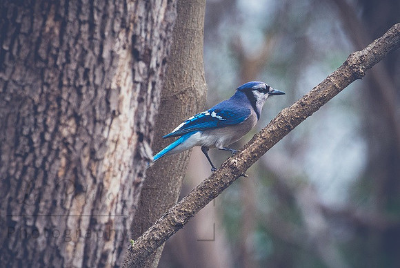 Bluejay