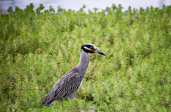 Heron