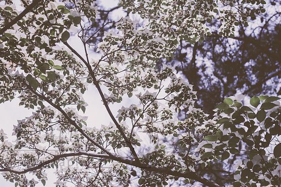 Dogwood skies
