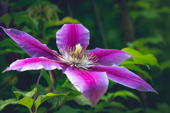 Passion vine flower