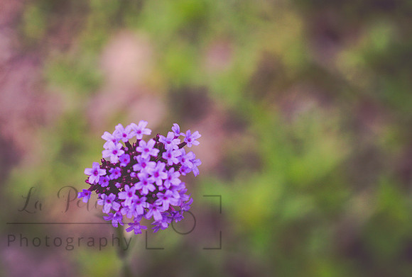 Purple Vervain
