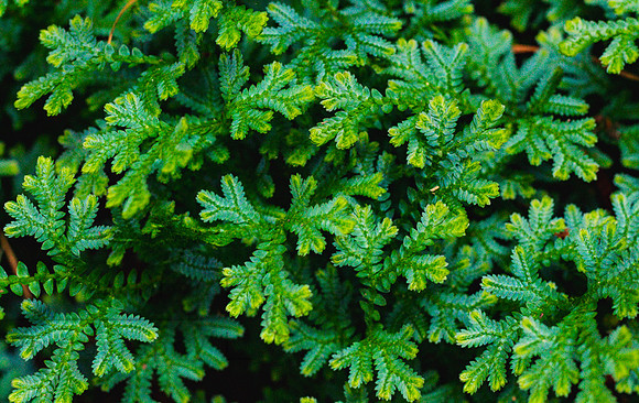 Spike moss