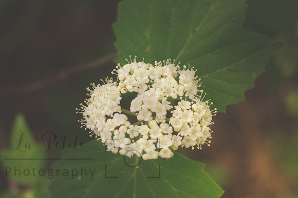 Viburnum