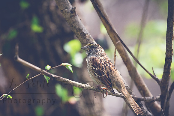 Bird