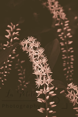 Virginia Sweetspire