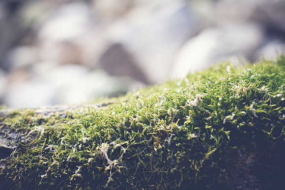 Moss