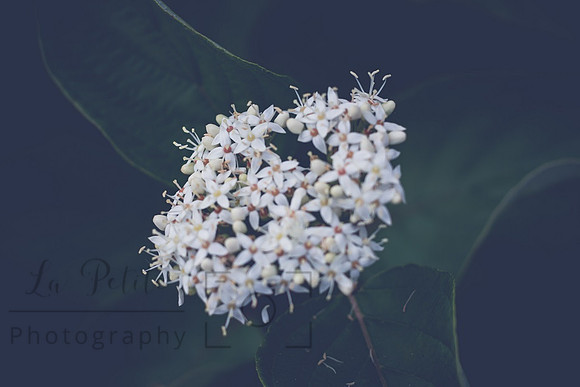 Dogwood flowers
