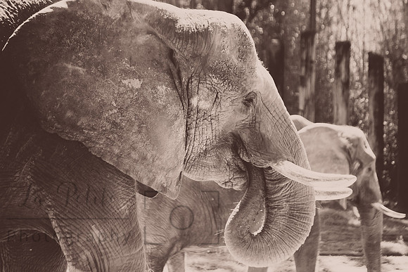 Elephants
