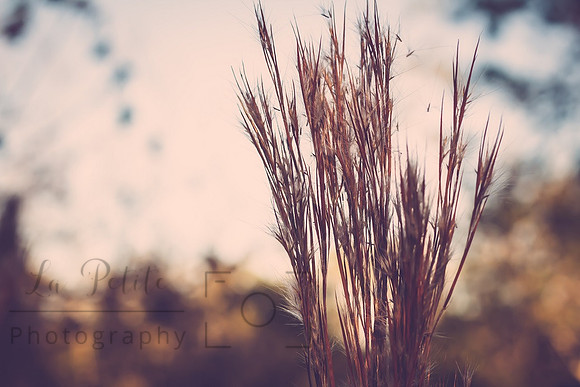 Twighlight grass