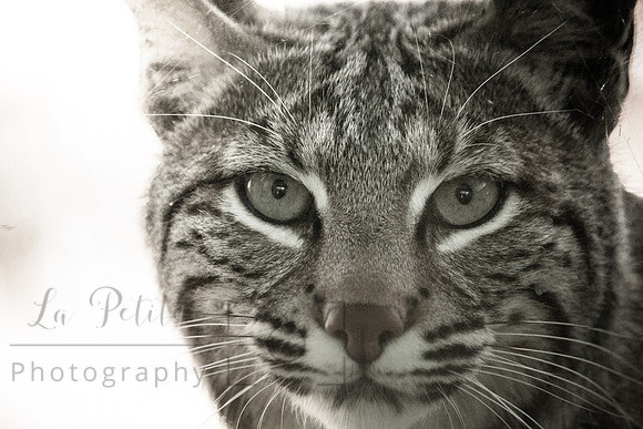 Bobcat