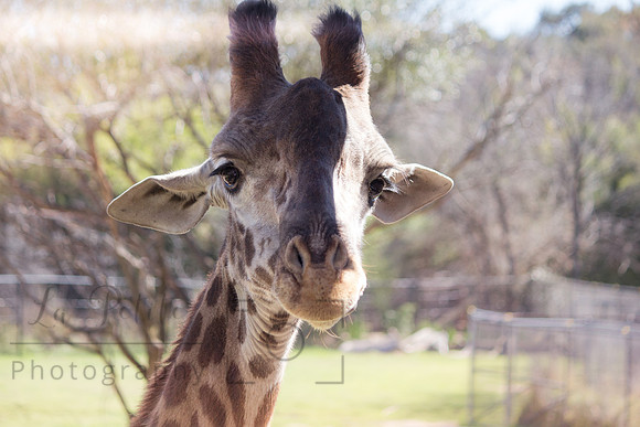 Giraffe