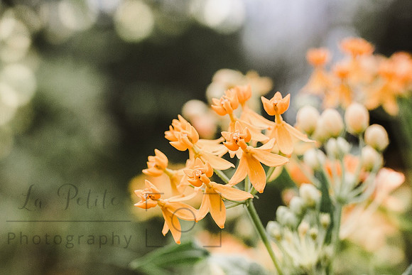 Yellow floral