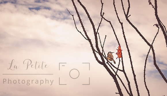 Bird on Ocotillo