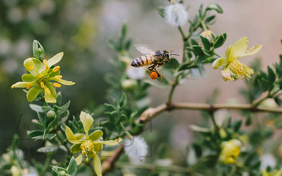 Honeybee