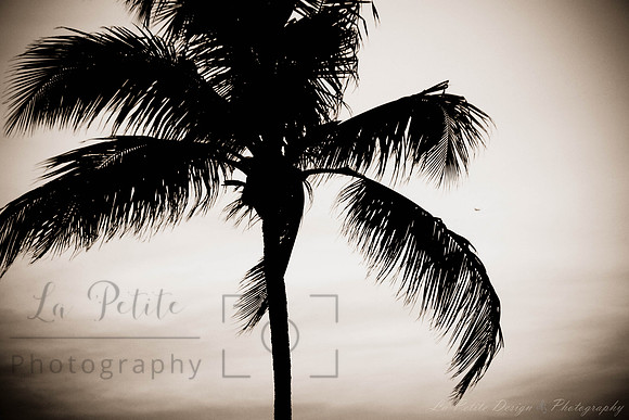 Palm
