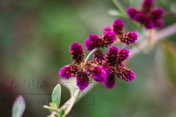 Purple floral