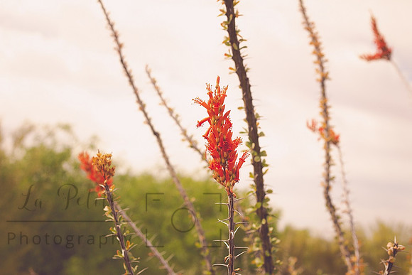 Ocotillo