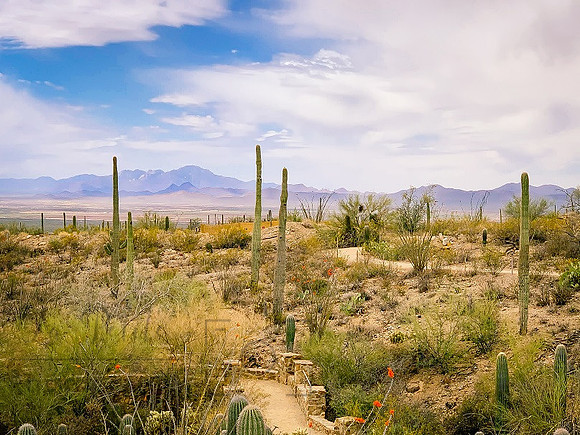 Sonoran Desert