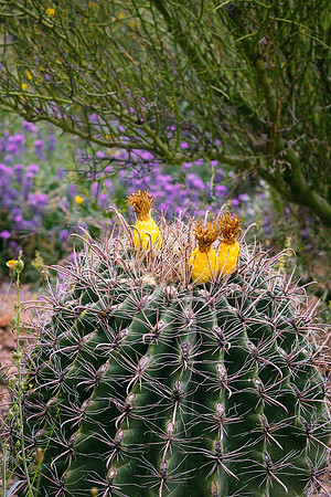 Barrel cactus