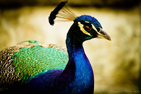 Peacock