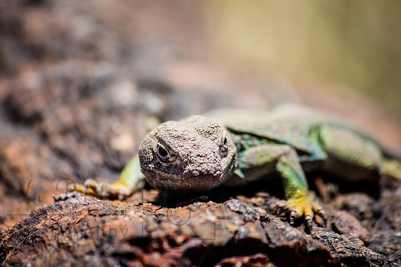 Lizard