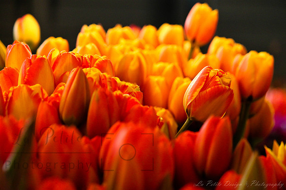 Tulips