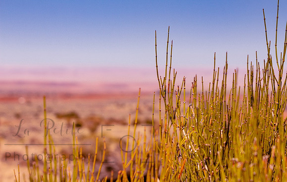 Desert View
