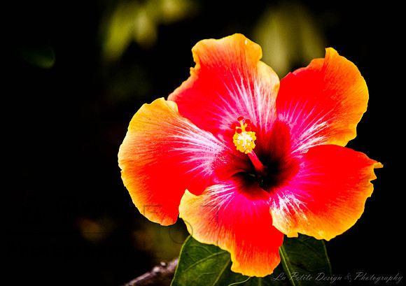 Hibiscus