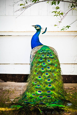 Proud Peacock