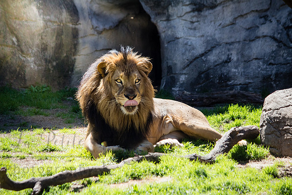Lion