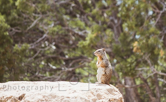 Squirrel