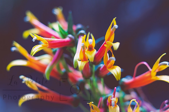 Sierra Madre Lobelia